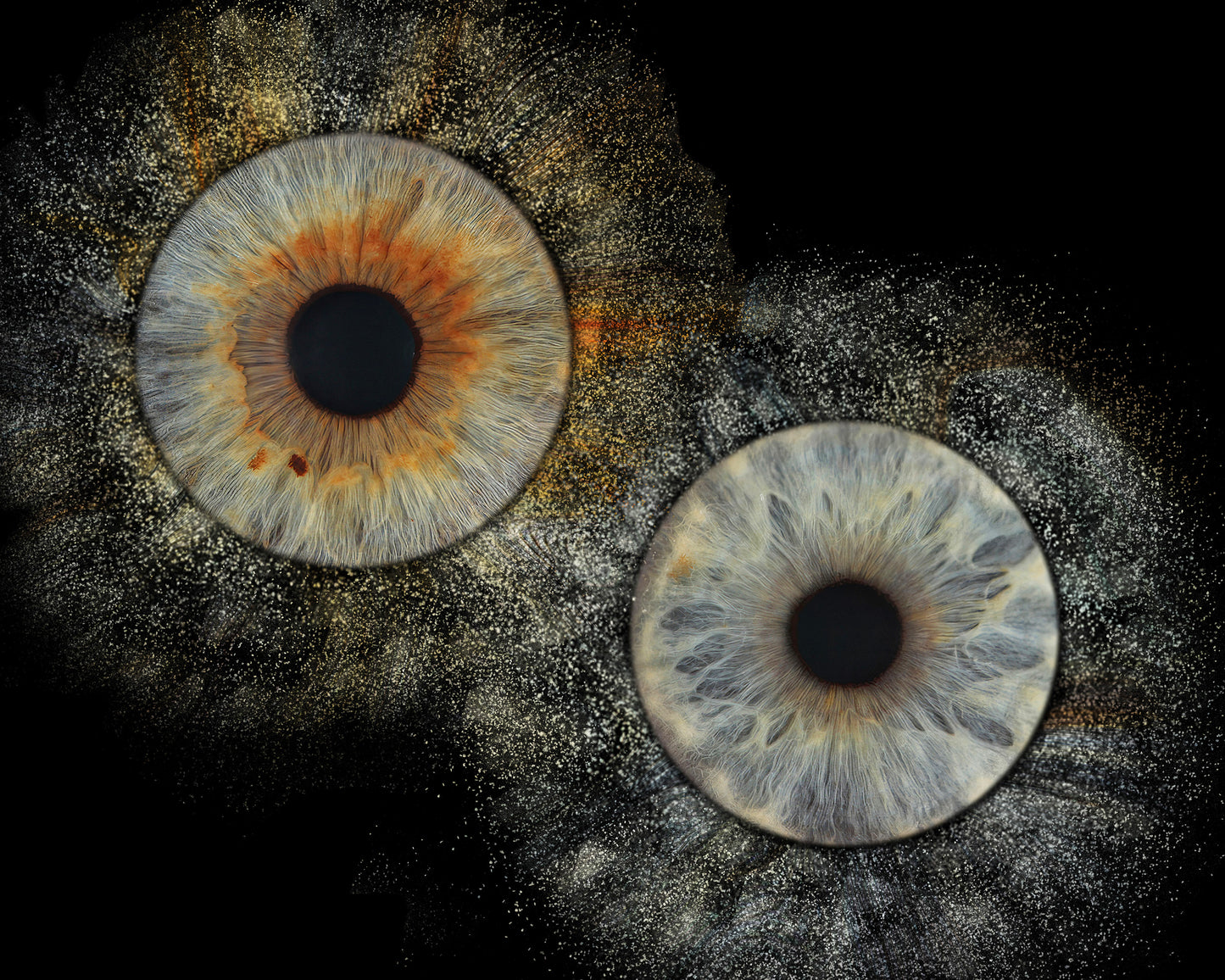 10 x 10 inch - Iris Photographic Prints