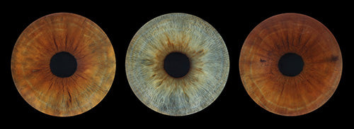 Iris Panoramic Photo Print - 3 Irises