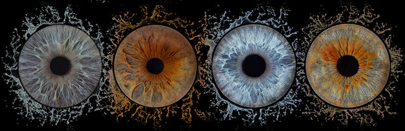 Iris Panoramic Photo Print - 4 Irises