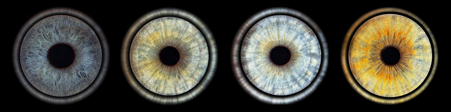 Iris Panoramic Photo Print - 4 Irises