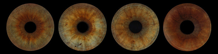 Iris Panoramic Photo Print - 4 Irises