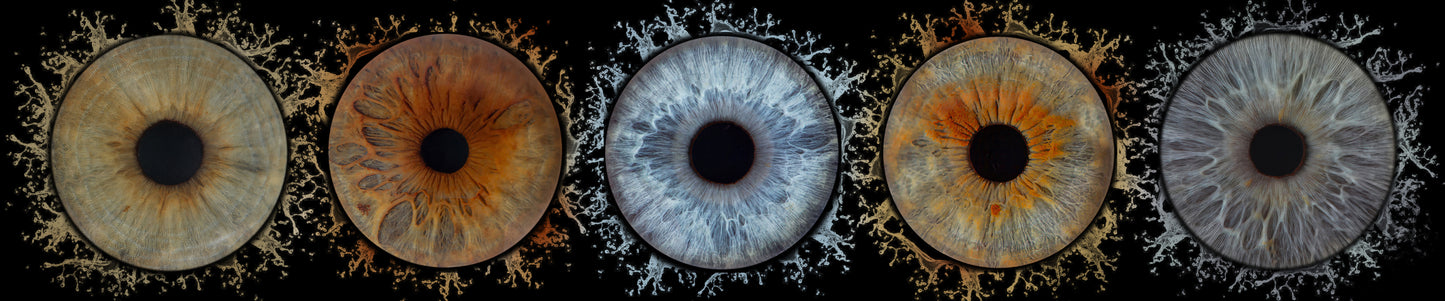 Iris Panoramic Photo Print  - 5 Irises