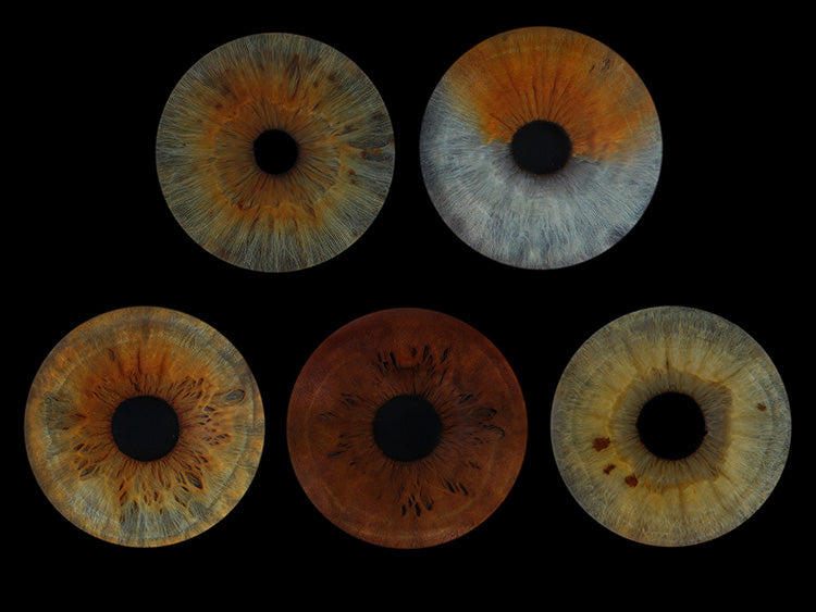 A4 (11.7 x 8.3 in) - Iris Photographic Prints