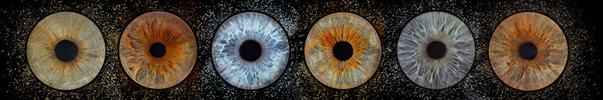 Iris Panoramic Photo Print  - 6 Irises