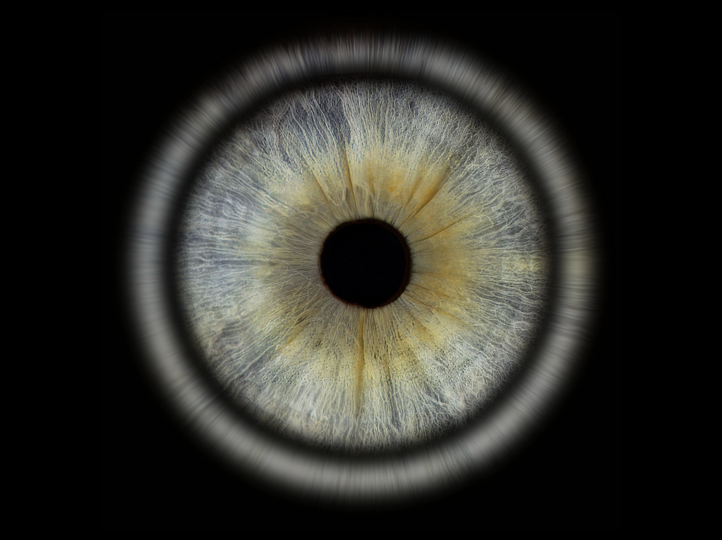 Acrylic Rectangle Iris Wall Art