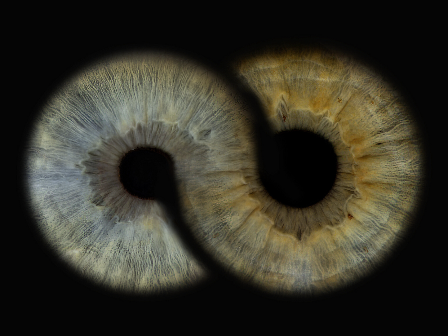 Acrylic Rectangle Iris Wall Art
