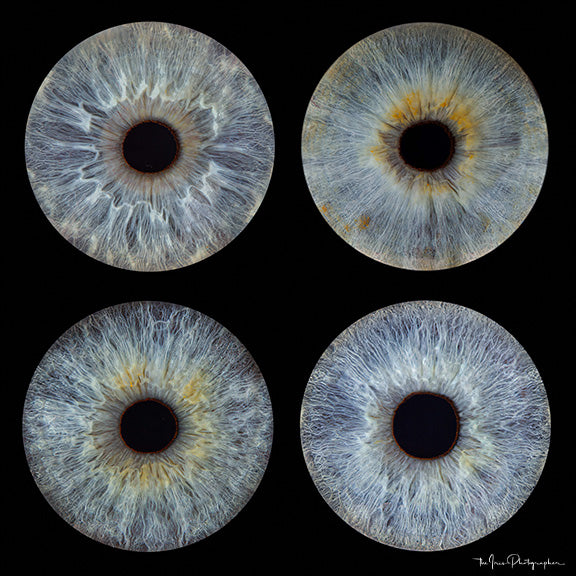 10 x 10 inch - Iris Photographic Prints