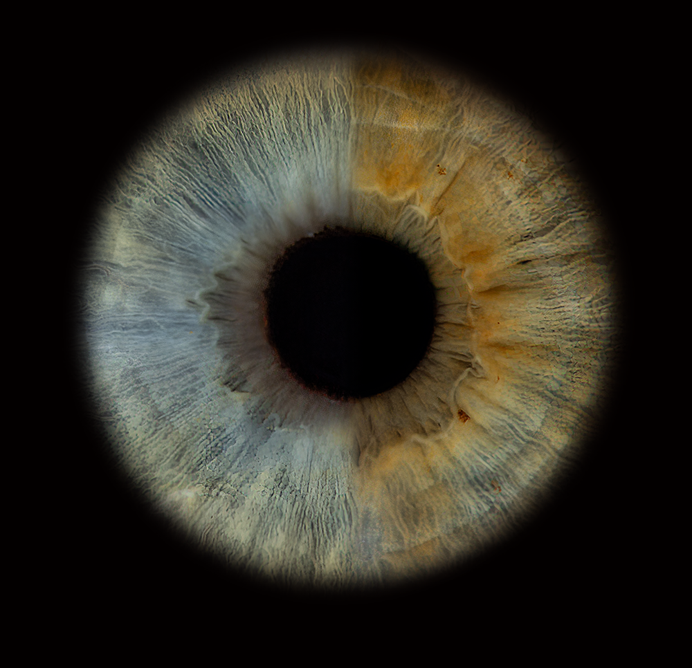 Metallic Round Iris Wall Art