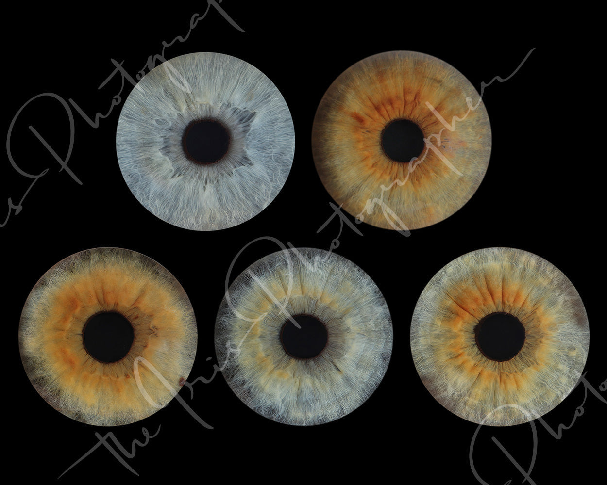 Iris Photographic Prints