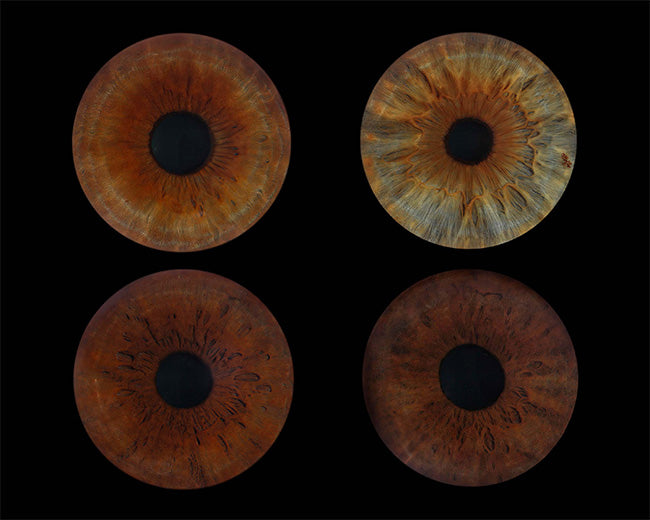 10 x 8 in - Iris Photographic Prints