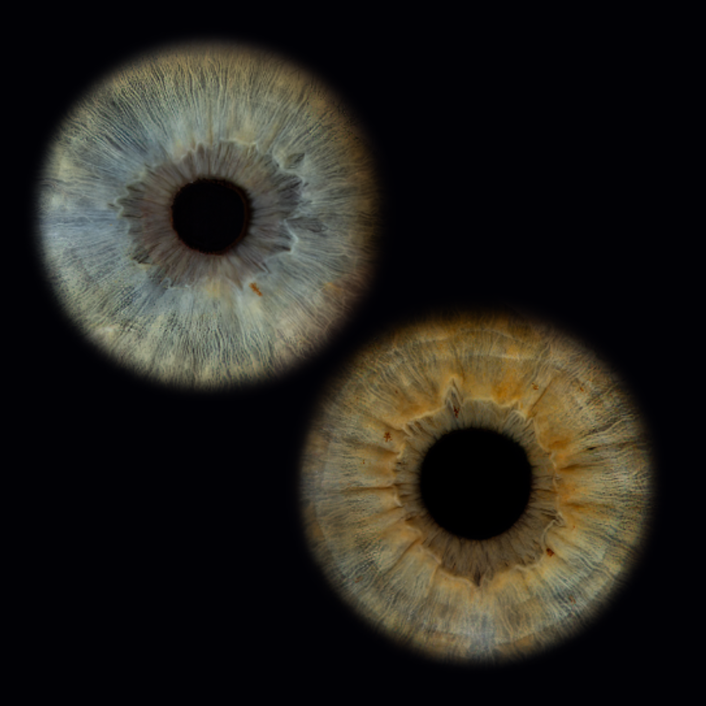 10 x 10 inch - Iris Photographic Prints