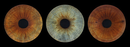 Iris Panoramic Photo Print - 3 Irises