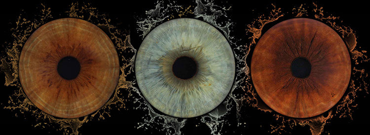 Iris Panoramic Photo Print - 3 Irises