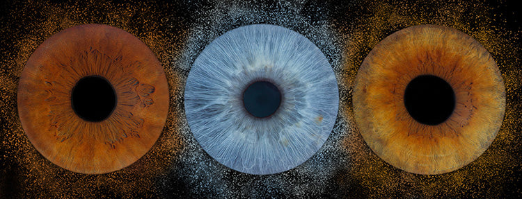 Iris Panoramic Photo Print - 3 Irises