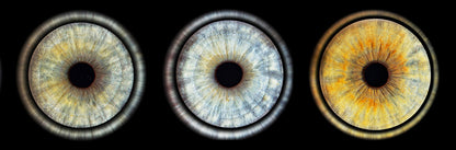 Iris Panoramic Photo Print - 3 Irises