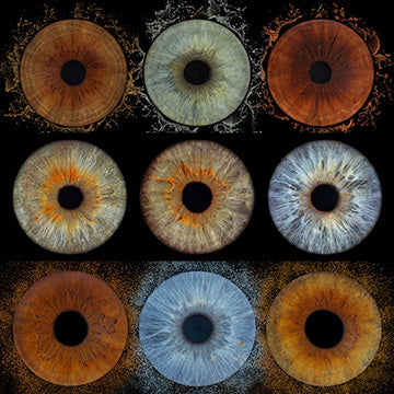 Iris Panoramic Photo Print - 3 Irises