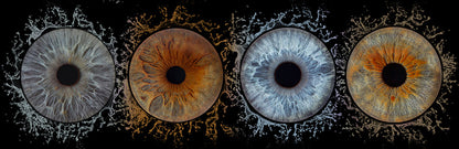 Iris Panoramic Photo Print  - 4 Irises