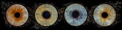 Acrylic Panoramic Iris Wall Art Ratio 4:1