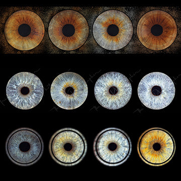 Iris Panoramic Photo Print  - 4 Irises