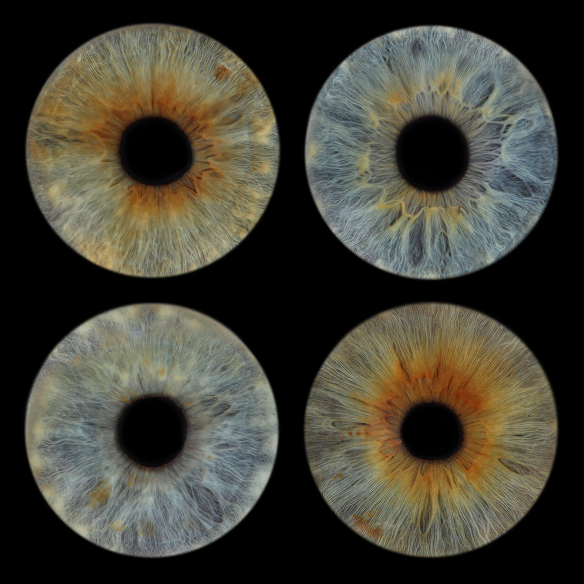 4 Irises Square 4.jpg