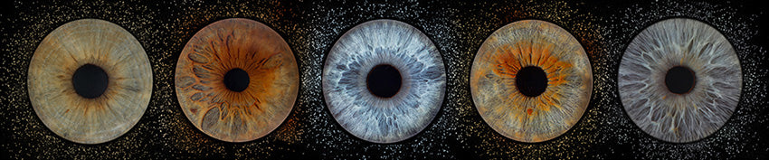 Iris Panoramic Photo Print  - 5 Irises