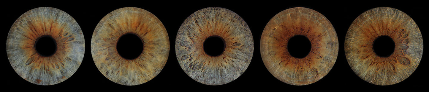 Iris Panoramic Photo Print  - 5 Irises