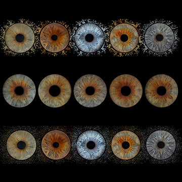 Iris Panoramic Photo Print  - 5 Irises