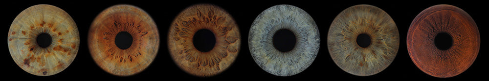 Iris Panoramic Photo Print  - 6 Irises