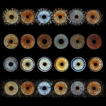 Iris Panoramic Photo Print  - 6 Irises