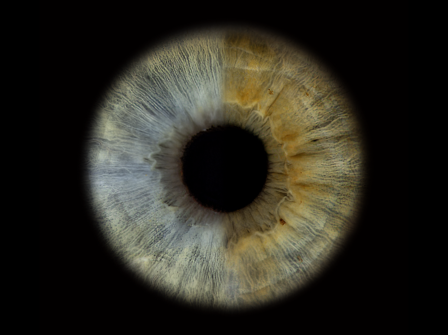 Acrylic Rectangle Iris Wall Art